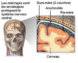 espace de la dure-mère